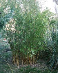 Bambus auf der linken Seite